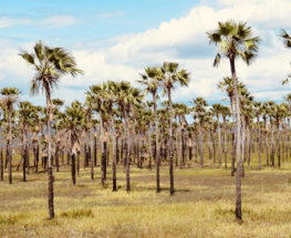 green-palm-trees-on-green-grass-field-during-daytime.jpg green palm trees on green grass field during daytime